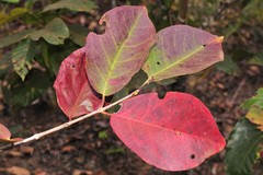 Elaeocarpus tectorius